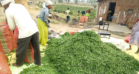 Farmers agitation for chilli price in Nagpur rural