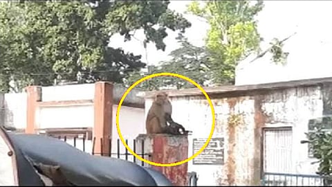 पिलाला लागला शॉक, माकडाची आई त्याला घेऊन पोहोचली दवाखान्यात.. 