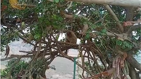 monkey mother.png