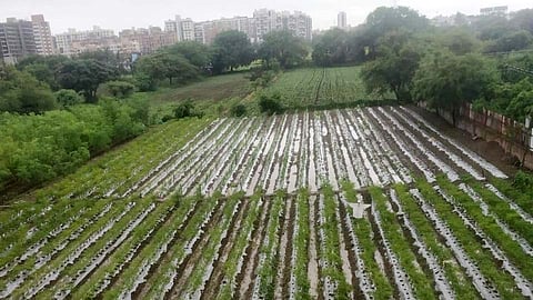 एकीकडं पावसामुळे शेतकऱ्यांनी समाधान व्यक्त केलं, तर मोशीत शेतकऱ्यांना ही चिंता सतावतेय