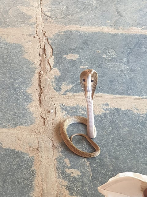 snake entered the Corona quarantine room in uttur aajara
