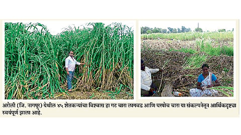 घरपोच चारा विक्रीतून मिळविले कोट्यवधींचे उत्पन्न  