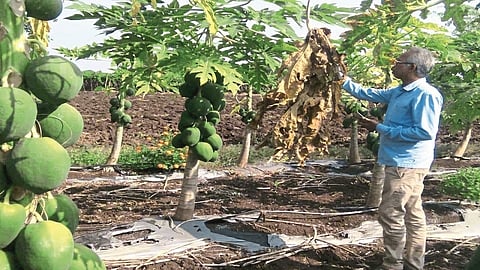 natural calamities on papaya