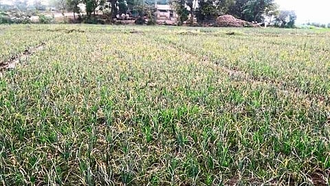 news about Outbreak of disease on onion crop Nashik Marathi News