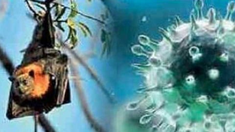 सावधान! निपाह व्हायरस पसरतोय 