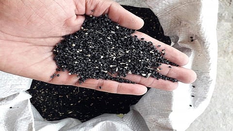 onion seeds.jpg