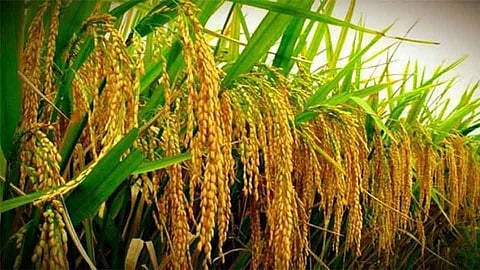 Paddy Seeds Available For Sale In Society Sindhudurg Marathi News
