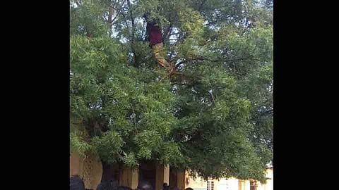 Agitation on tree for transfer 