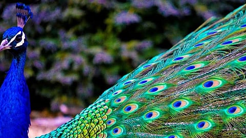 peacock