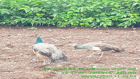 peacock.jpg