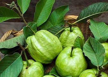 If you have acne problems on your face make a face pack of Peruvian leaves kolhapur news