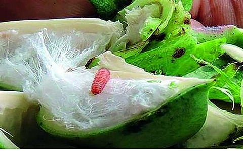 Pink bollworm on cotton in yavatmal