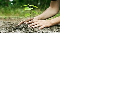  Inspirational activity of classmates from Kalamma Belewadi: 400 seedlings rooted from seedball