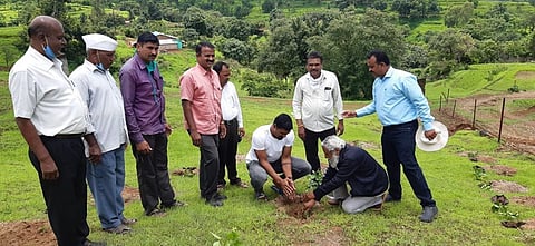 planting