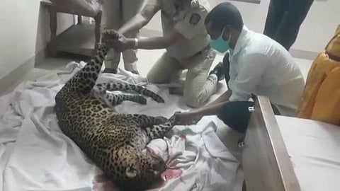 शेंद्रेत वाहनाच्या धडकेत बिबट्या जागीच ठार; चालकावर गुन्हा