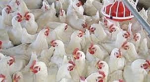 corona virus effect on poultry farm kolhapur 