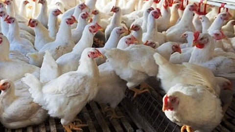 poultry-business