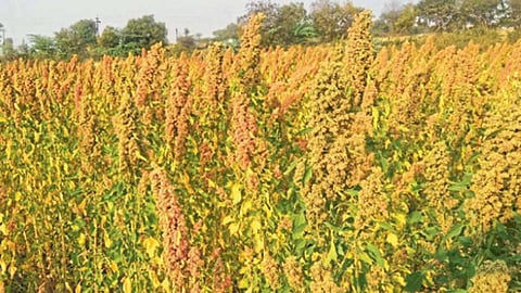 quinoa-plant