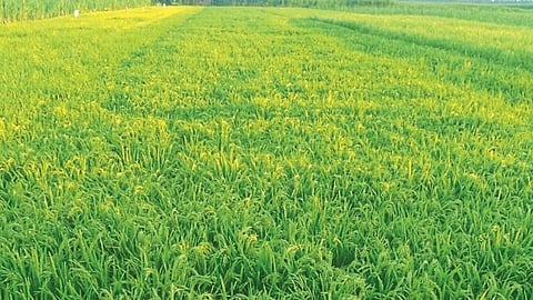 karad