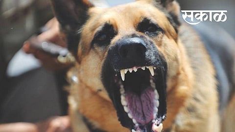 dogs group attacked and killed the farmer crime marathi news kurundwad