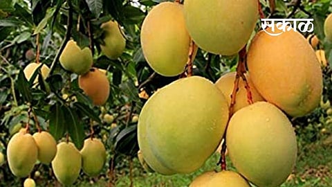 650 cultivators 275 processors have GI in Ratnagiri