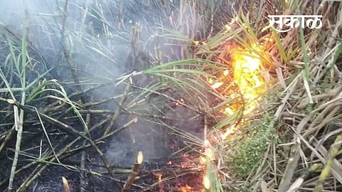  Eight acres of sugarcane fire Incidents in Bidri farmer marathi news