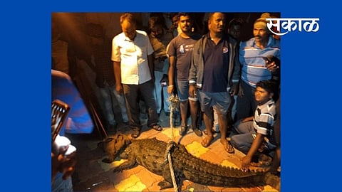 crocodile arrested satepadi people sangli walwa marathi news