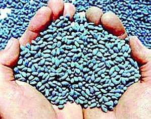 seeds