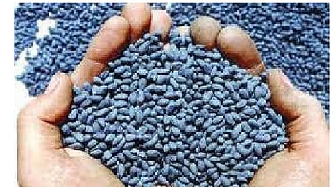 seed
