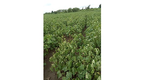 disease on crops in Nagpur district due to heavy rain 