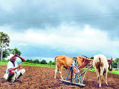 पावसाअभावी खरिपात निम्याने घट 