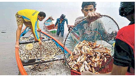  Fish production 