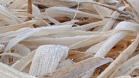 snow fall vineyard.jpg