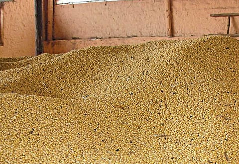 farmers get low prices for soyabean in amravati
