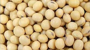 soybeans.jpg