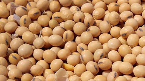  soybean price