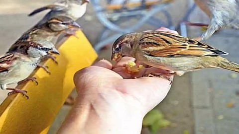 sparrow2.jpg