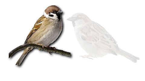 sparrow