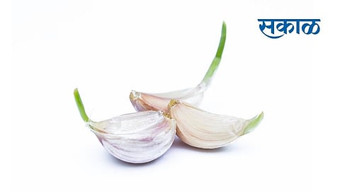 sprouted garlic