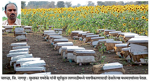 शेतीला दिली मधमाशीपालनाची जोड 