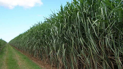 In The Gadhinglaj Subdivision There Is Enough Sugarcane To Supply The Factories Kolhapur Marathi News