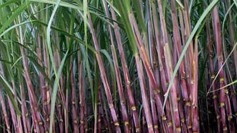 sugarcane 
