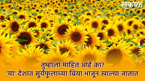 information of sunflower in marathi