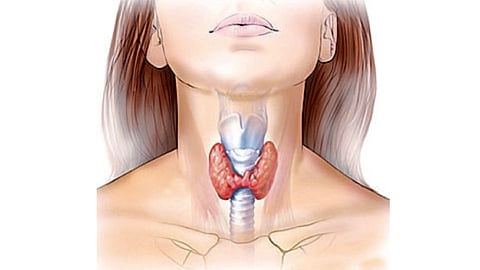 thyroid