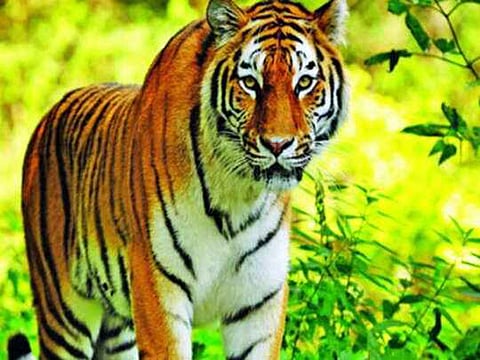 tiger
