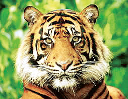 gondia tiger quarantine in gorewada