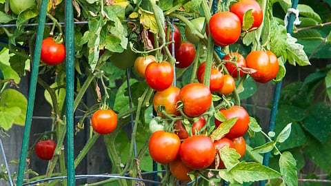 tomato.