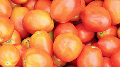 Tomato