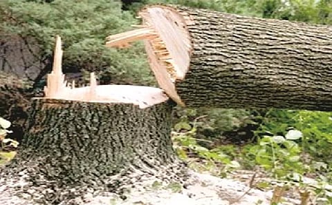 9 thousand and five hundred trees are cut for road in nagpur