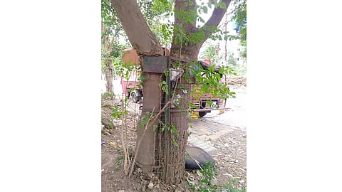 tree